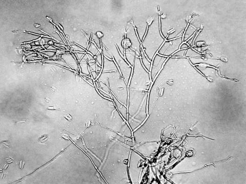 Fusarium_proliferatum_1