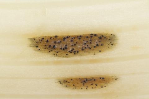Septoria_sp_6