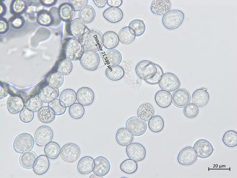Albugo candida_2