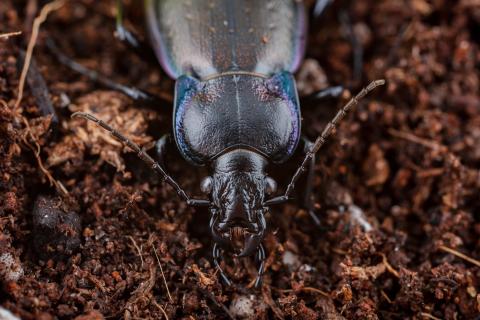 Carabe des bois (Carabus nemoralis)_2