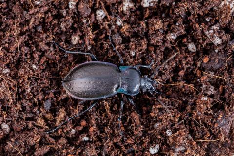 Carabe des bois (Carabus nemoralis)_1