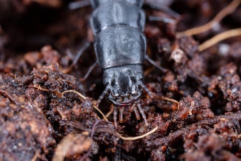 Carabe des bois (Carabus nemoralis)_4